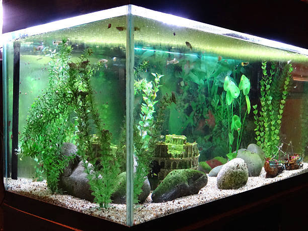istock Image of tropical aquarium fish tank with snails, duckweed, plastic-plants 492368308