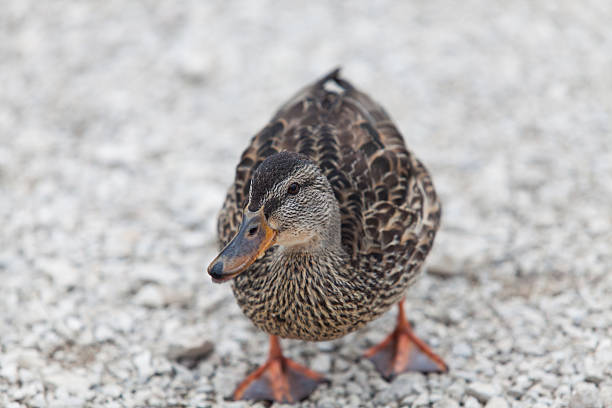 istock Duck on a black lake Durmitor National Park 492369332