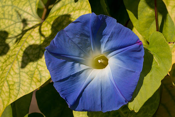 Single blooming morning-glory flower stock photo