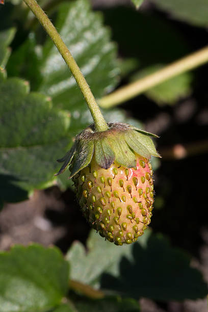 Growing fresh green strawberry stock photo
