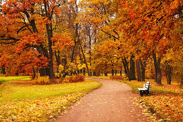 istock colorful autumn trees in park 492371068