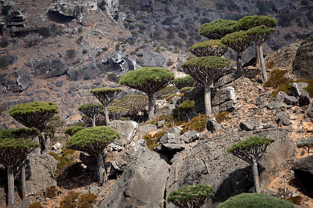 istock Dragon trees in Socotran highlands 492371162