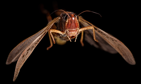 Flying Grasshopper isolated on black