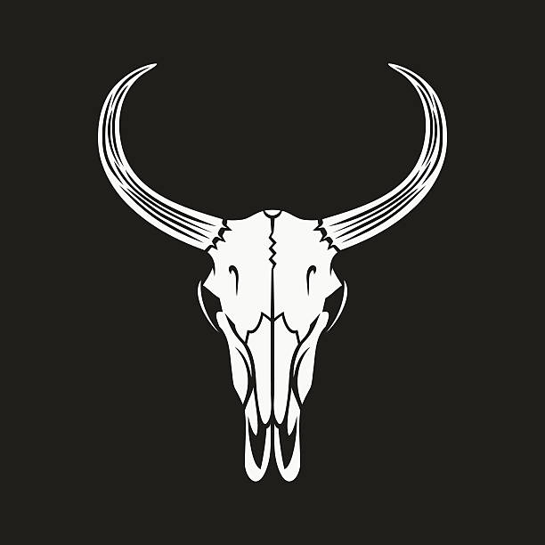 illustrazioni stock, clip art, cartoni animati e icone di tendenza di bull teschio di illustrazione vettoriale. - animal skull cow bull old