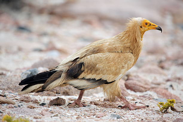 istock Egyptian Vulture, Socotra Island 492371988