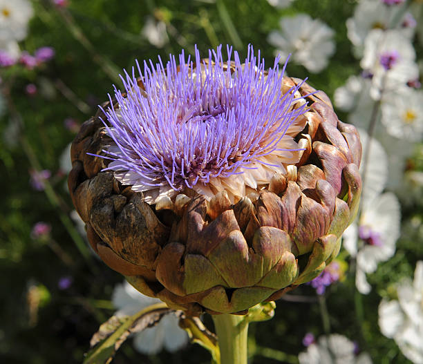 istock Close Up of a Globe Artichoke Head (Cynara scolymus) 492372252