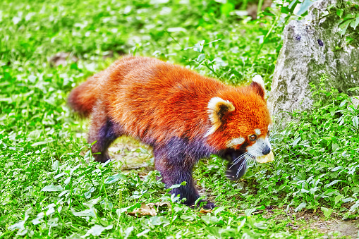 Red Panda in its natural habitat of the wild.