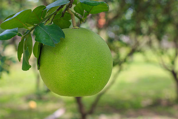 istock Pomelo fruit on the tree in garden, selective focus 492384422