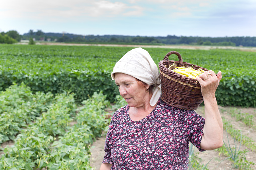 Senior country woman carrying knitted basket with yellow bean in the field