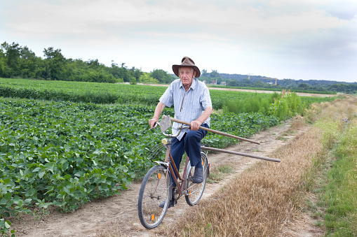 Senior peasant riding a bicycle with hoe in hand in the fertile land