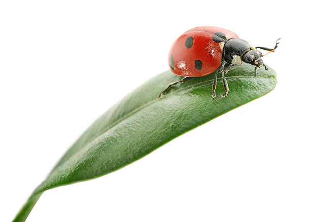 coccinella su foglia verde - ladybug grass leaf close up foto e immagini stock