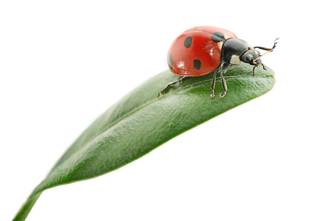 miejscowości na zielony liść - ladybug grass leaf close up zdjęcia i obrazy z banku zdjęć