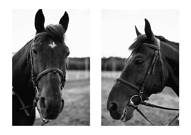 There are two white horses among black horses.