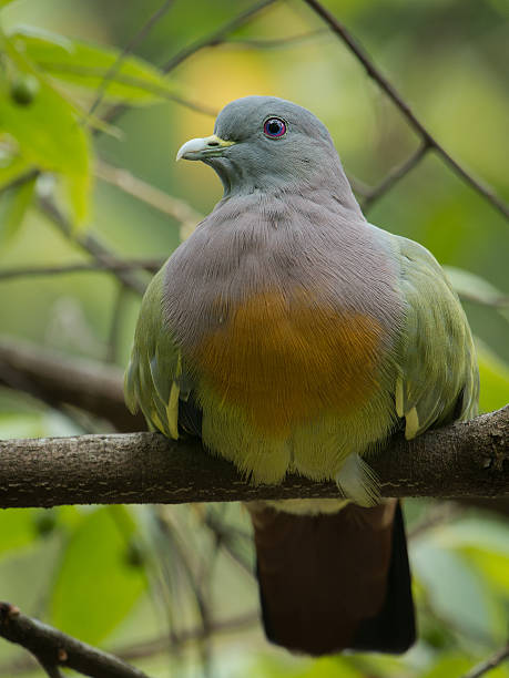 istock Pink-necked pigeon 492386806