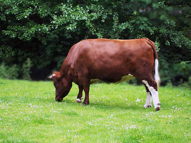 istock Big Brown Cow Grazing Grass On The Field In Springtime 492387120