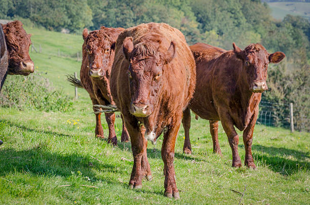 istock cows grazing in the countrside colour image 492387166
