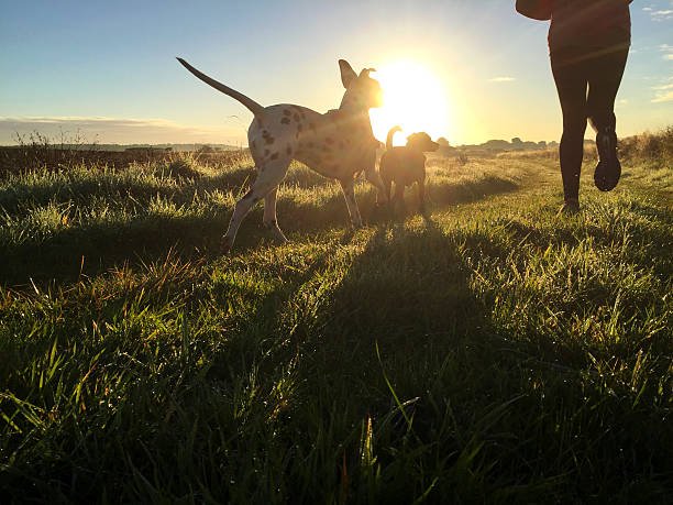 Woman out running along a grassy track with her two dogs. Rear view if get legs with both dogs in view. Early morning light creates shadows at atmosphere. Shot on iPhone 6
