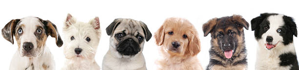 istock Row of different puppies, dogs 492388854