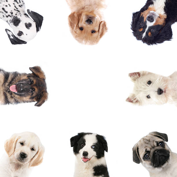 istock Square frame of different puppies,dogs 492388982