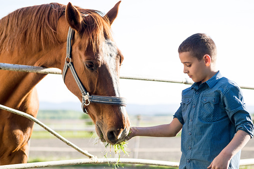 Child feeding beautiful brown horse in a farm
