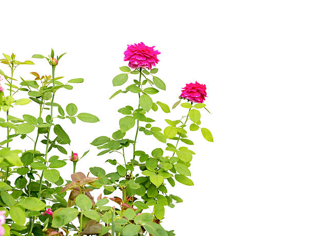 istock beautiful rose leaves isolated on white background 492392304