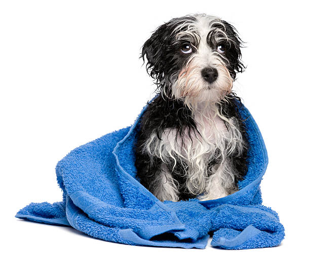 istock Cute smart havanese puppy after bath on a blue towel 492392806