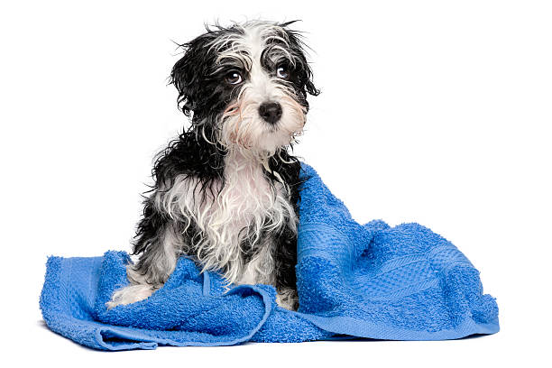 istock Cute wet havanese puppy after bath on a blue towel 492392996