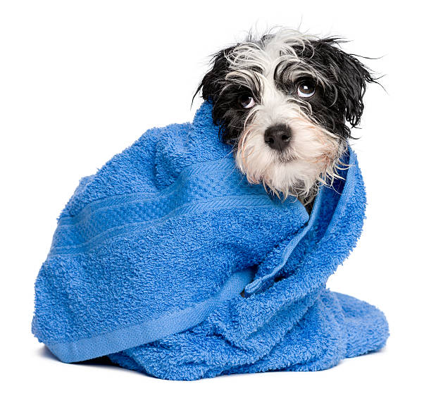 istock Funny havanese puppy after bath is covered with blue towel 492393284