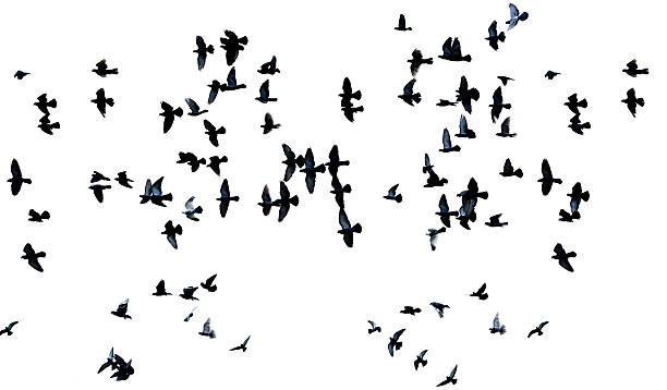istock many pigeons flying in the air isolated 492393950