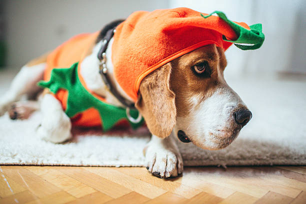Cute little dog dressed in a pumpkin costume for Halloween night