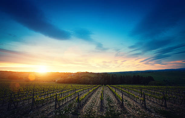 istock Vineyard In Autumn Colors 492395324