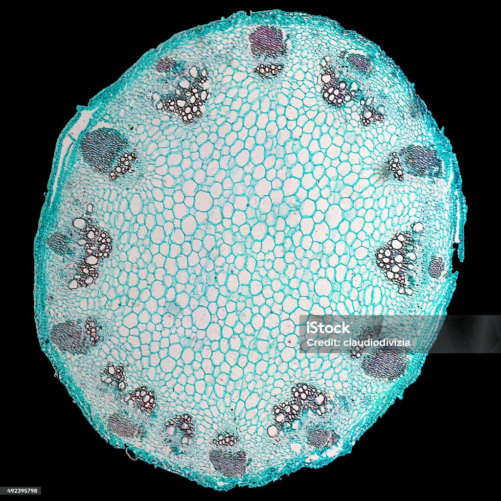 Micrografía madre Heliansthus - Foto de stock de 2015 libre de derechos