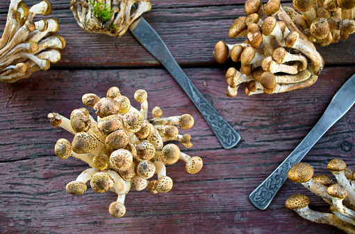 Wild honey agaric mushrooms on wooden background.
