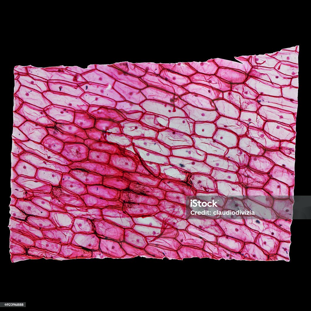 Onion epidermus micrograph High resolution light photomicrograph of Onion epidermus cells seen through a microscope 2015 Stock Photo