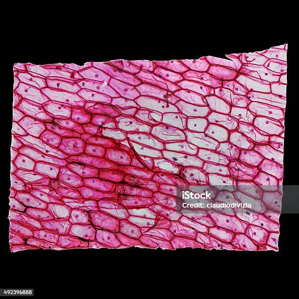 Onion Epidermus Micrograph Stock Photo - Download Image Now - 2015, Cross Section, Decoration