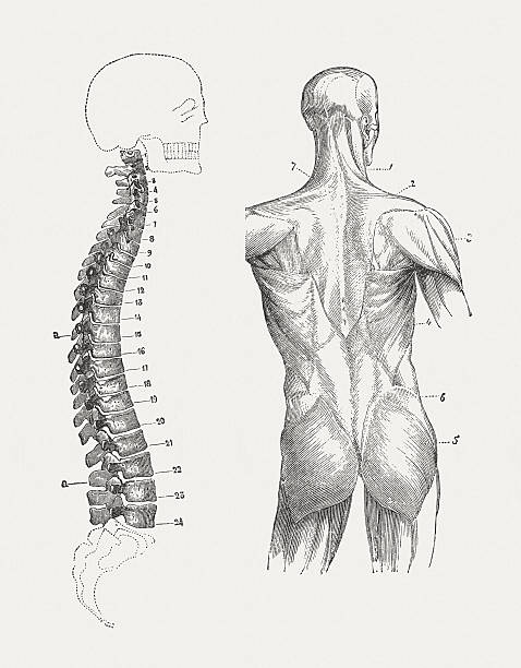 illustrazioni stock, clip art, cartoni animati e icone di tendenza di colonna vertebrale e schiena ai muscoli di uomo, pubblicata nel 1884 - muscolo animale