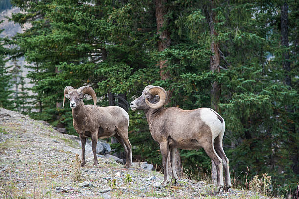 istock Rocky Mountain Big-Horned Sheep 492397530