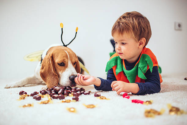 Trick and treats Little boy dressed as pumpkin, and his dog dressed as a bee, sharing treats after Halloween night  bee costume stock pictures, royalty-free photos & images