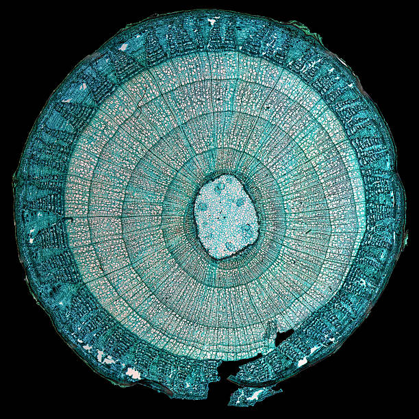 Tilia stem micrograph High resolution light photomicrograph of tilia stem cross section seen through a microscope cambium photos stock pictures, royalty-free photos & images
