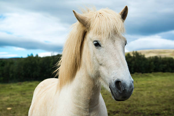 istock White Icelandic horse on a green meadow, Iceland 492397792