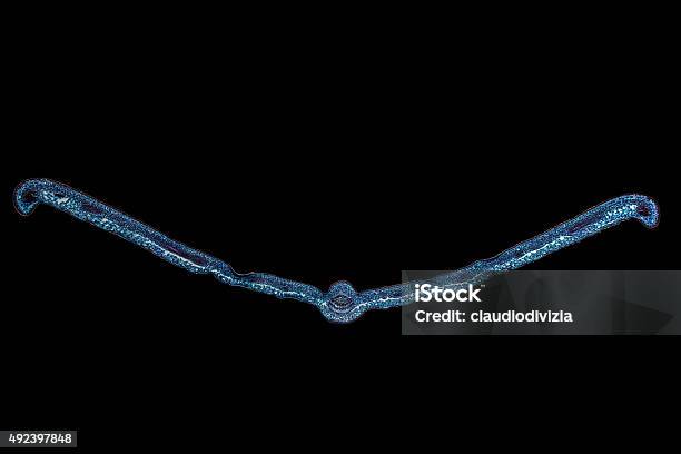 Micrografía De Hoja Foto de stock y más banco de imágenes de 2015 - 2015, Ciencia, Corte transversal