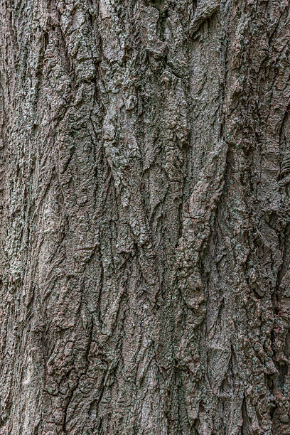 istock Close up of bark texture 492398000