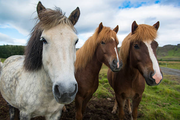 istock Three Icelandic horses standing in a row, Iceland 492398088