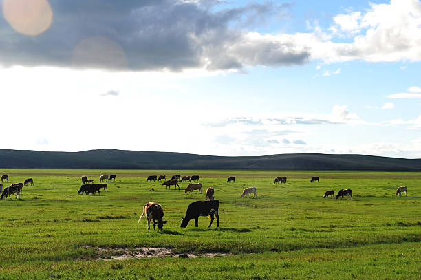 istock Cows are grazing on the grassland 492398424