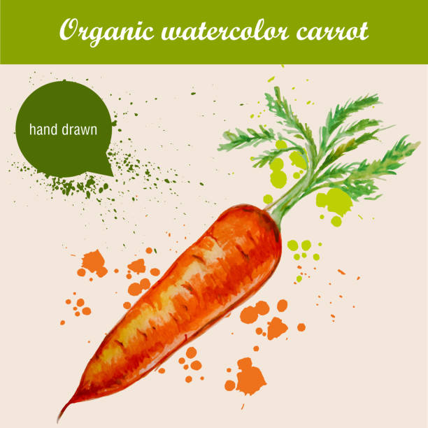 vektor-aquarell hand gezeichnet karotte mit blättern und wasserfarben tropfen - carrot isolated white carotene stock-grafiken, -clipart, -cartoons und -symbole