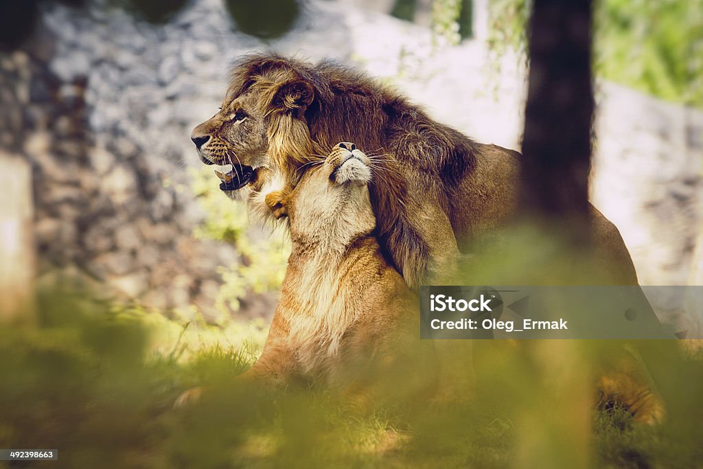 couple love lions Lion - Feline, Mating, Sexual Activity, Animal, Male and Female lion sex Love - Emotion Stock Photo