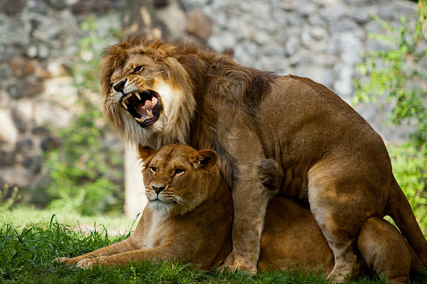 istock couple love lions 492398917