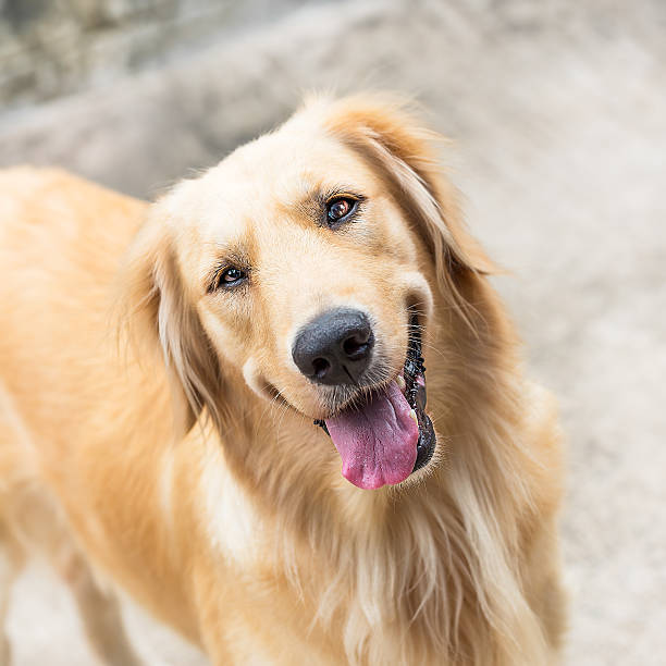 istock Golden retriever dog 492399913