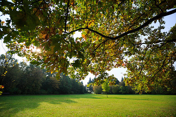 istock autumn in the park 492400093