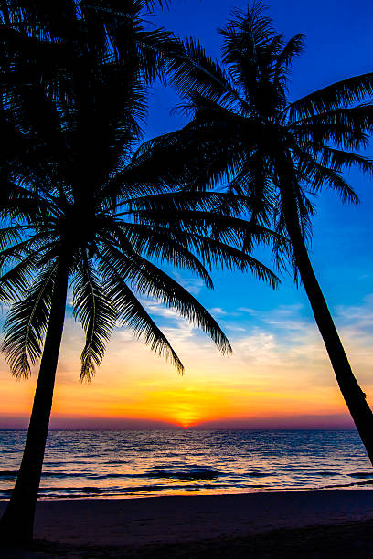 istock Beautiful tropical sunset with palm trees. 492400347